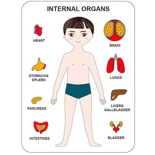 VZZCGJVT Montessori Puzzle der menschlichen Körperstruktur, Anatomie Organ Modell Anatomie Spielzeug Menschliches Organ Lehrmittel,Boy Brown VZZCGJVT Montessori Puzzle der menschlichen Körperstruktur, Anatomie Organ Modell Anatomie Spielzeug Menschliches Organ Lehrmittel,Boy Brown von VZZCGJVT