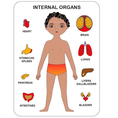 VZZCGJVT Montessori Puzzle der menschlichen Körperstruktur, Anatomie Organ Modell Anatomie Spielzeug Menschliches Organ Lehrmittel,Boy orange VZZCGJVT Montessori Puzzle der menschlichen Körperstruktur, Anatomie Organ Modell Anatomie Spielzeug Menschliches Organ Lehrmittel,Boy orange von VZZCGJVT