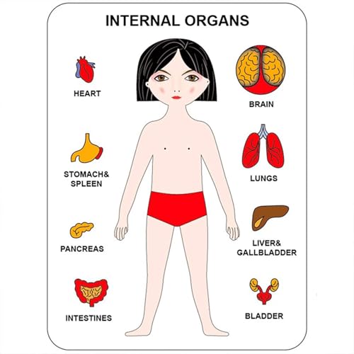 VZZCGJVT Montessori Puzzle der menschlichen Körperstruktur, Anatomie Organ Modell Anatomie Spielzeug Menschliches Organ Lehrmittel,Girl Black VZZCGJVT Montessori Puzzle der menschlichen Körperstruktur, Anatomie Organ Modell Anatomie Spielzeug Menschliches Organ Lehrmittel,Girl Black von VZZCGJVT