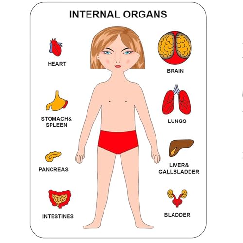 VZZCGJVT Montessori Puzzle der menschlichen Körperstruktur, Anatomie Organ Modell Anatomie Spielzeug Menschliches Organ Lehrmittel,Girl Yellow VZZCGJVT Montessori Puzzle der menschlichen Körperstruktur, Anatomie Organ Modell Anatomie Spielzeug Menschliches Organ Lehrmittel,Girl Yellow von VZZCGJVT