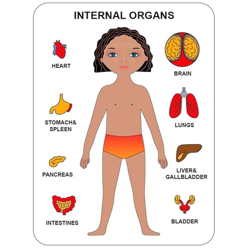 VZZCGJVT Montessori Puzzle der menschlichen Körperstruktur, Anatomie Organ Modell Anatomie Spielzeug Menschliches Organ Lehrmittel,Girl orange VZZCGJVT Montessori Puzzle der menschlichen Körperstruktur, Anatomie Organ Modell Anatomie Spielzeug Menschliches Organ Lehrmittel,Girl orange von VZZCGJVT