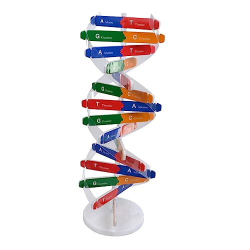 Vaguelly DNA-modellbausatz Für Jungen Und Mädchen Spielzeug Bildung Doppelhelix Wissenschaftliches Lernspielzeug Zufällige Farbe von Vaguelly