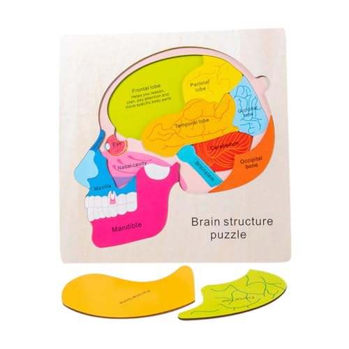 Vaguelly 1 Satz Gehirnstruktur-Puzzle Erkenntnisrätsel Puzzle Für Zur Gehirnstruktur Gehirnstrukturspielzeug Für Gehirnstrukturmodelle Gehirnrätsel Holz von Vaguelly