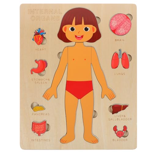 Vaguelly 1 Set Menschlicher Körper Puzzle Mädchen Anatomie Spielset Körperteile Organe Muskeln Holzpuzzle Spielzeug Vorschulspiel Zum Lernen Der Menschlichen Körperteile Anatomie Für von Vaguelly