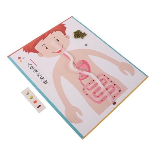 Vaguelly 4 Sätze DIY Digestive System Model Kit für Lernspielzeug Feinmotorik Kognitiven Fähigkeiten und Eltern-Junge Mädchen-interaktion für Anschaulichen Biologieunterricht und Vaguelly 4 Sätze DIY Digestive System Model Kit für Lernspielzeug Feinmotorik Kognitiven Fähigkeiten und Eltern-Junge Mädchen-interaktion für Anschaulichen Biologieunterricht und von Vaguelly