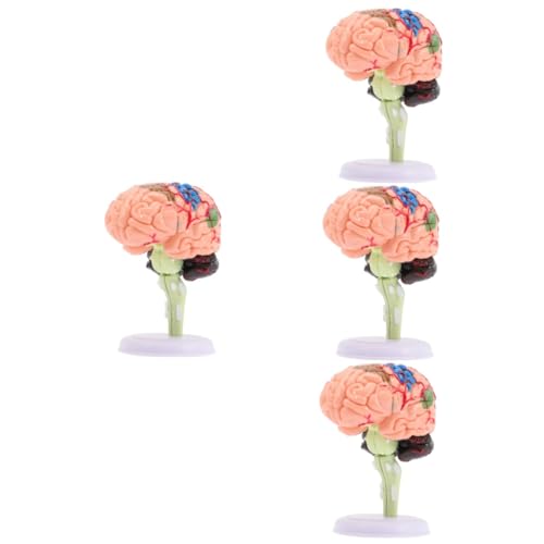 Vaguelly 4 Stück Gehirnstrukturmodell Modelle Anatomiemodell Gehirnmodell Unterrichtsmodell Modell des Menschlichen Gehirns Modell Der Gehirnanatomie Puzzle PVC 4d Spielzeug von Vaguelly