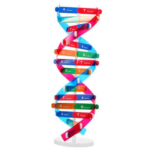 Vaguelly DNA Doppelhelix Modellbaukasten Selbstmontierendes DNA Strukturmodell Für Lernspielzeug Zur Gene Entdeckung Und Biologischen Ausbildung Segmente Wissenschaftliches Vaguelly DNA Doppelhelix Modellbaukasten Selbstmontierendes DNA Strukturmodell Für Lernspielzeug Zur Gene Entdeckung Und Biologischen Ausbildung Segmente Wissenschaftliches von Vaguelly