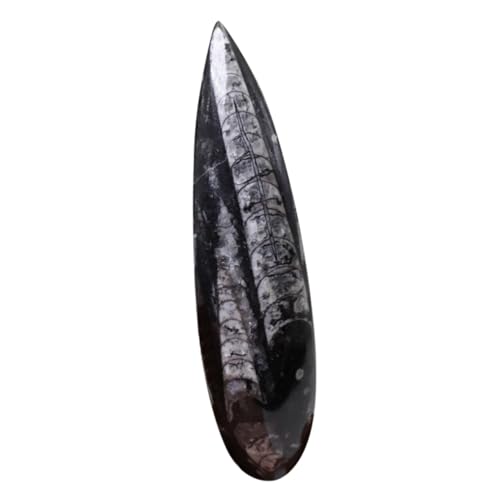 Vaguelly Hornstein- bürodekoration fossilien longieren Jakobsweg naturwissenschaft Rock-Sammlung Und Muschelexemplar Meerestier Mantel Lehrmittel Lehre Paläontologie Erz Vaguelly Hornstein- bürodekoration fossilien longieren Jakobsweg naturwissenschaft Rock-Sammlung Und Muschelexemplar Meerestier Mantel Lehrmittel Lehre Paläontologie Erz von Vaguelly
