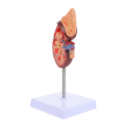 Nierenmodell DNA-Modell Modell der anatomischen Organe Anatomie Jane Modelle anatomisches Modell menschliche Nierenstütze menschlicher Körper Requisiten Dissektor Säule PVC Nierenmodell DNA-Modell Modell der anatomischen Organe Anatomie Jane Modelle anatomisches Modell menschliche Nierenstütze menschlicher Körper Requisiten Dissektor Säule PVC von Vaguelly