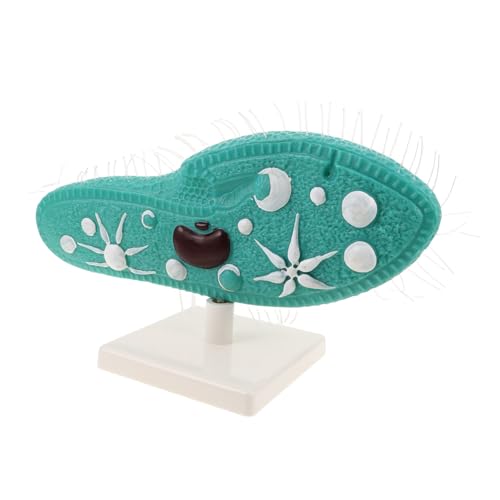 Vaguelly Paramecium Modell mit Ständer Realistische Mikrobiologie Modell Feine Cilienstruktur Einfach zu Integrieren Biologie Laborausrüstung für Mittelstufe Wissenschaftsexperimente von Vaguelly