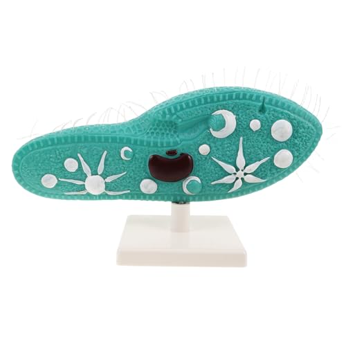 Vaguelly Paramecium-Modell: Paramecium-Anatomiemodell mit Ständer, pädagogische Biologie-Laborausrüstung für naturwissenschaftliche Experimente in der Mittelschule, Lehrmittel für mikroskopische Vaguelly Paramecium-Modell: Paramecium-Anatomiemodell mit Ständer, pädagogische Biologie-Laborausrüstung für naturwissenschaftliche Experimente in der Mittelschule, Lehrmittel für mikroskopische von Vaguelly