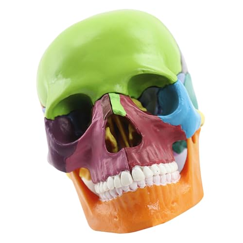 Vdaxvme Anatomie Schädelmodell Menschlicher Anatomischer Schädel Menschliches Schädelmodell Zum Nachweis Medizinischer Schädelmodell Explodiertes Schädelmodell Vdaxvme Anatomie Schädelmodell Menschlicher Anatomischer Schädel Menschliches Schädelmodell Zum Nachweis Medizinischer Schädelmodell Explodiertes Schädelmodell von Vdaxvme