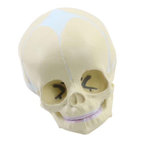 Vdaxvme Anatomie Schädelmodell Menschlicher Anatomischer Schädel Menschliches Schädelmodell Zum Nachweis Medizinischer Schädelmodell Explodiertes Schädelmodell Vdaxvme Anatomie Schädelmodell Menschlicher Anatomischer Schädel Menschliches Schädelmodell Zum Nachweis Medizinischer Schädelmodell Explodiertes Schädelmodell von Vdaxvme