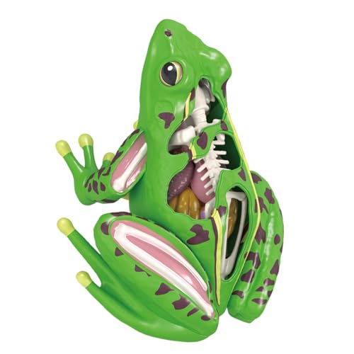 Vdaxvme Frösche Anatomie Model Anatomische Schüler Studieren Tool Bildungsspielzeug Für Kinder Biologie Unterrichtsausrüstung Vdaxvme Frösche Anatomie Model Anatomische Schüler Studieren Tool Bildungsspielzeug Für Kinder Biologie Unterrichtsausrüstung von Vdaxvme