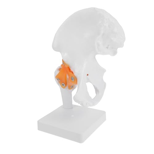Veemoon 1 PC Modell Skelett In Voller Größe Gelenkmodelle Des Menschlichen Körpers Skelettknochen Skelettmodell Anatomisches Modell Kunststoffmodell Kunststoff Hüftknochenmodell von Veemoon
