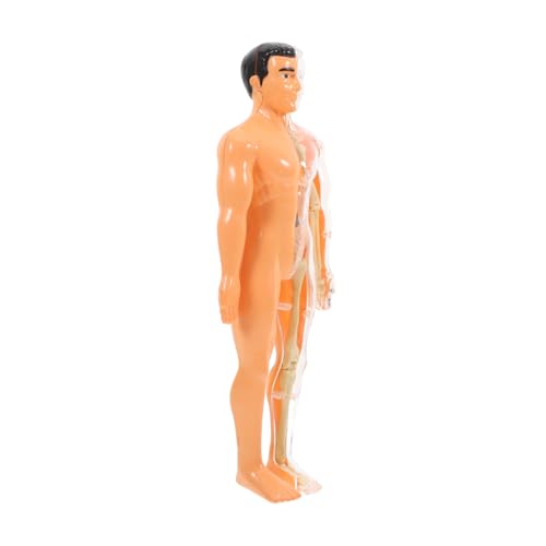 Veemoon 1 Satz menschliches Skelettspielzeug Teile Puzzle dreidimensionale organe rätsel Menschliches anatomisches Modell zum Zusammenbau des menschlichen Körpers von Veemoon