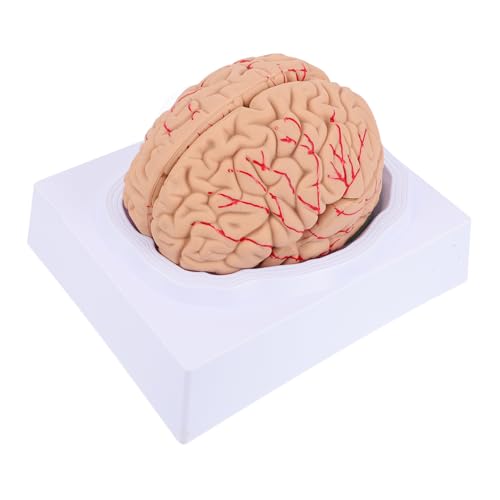 Veemoon 1 Stück Anatomisches Gehirnmodell Zerlegbar für Medizinische Lehre Material für Anatomieunterricht für Patientenaufklärung über Cerebrovaskuläre Erkrankungen Veemoon 1 Stück Anatomisches Gehirnmodell Zerlegbar für Medizinische Lehre Material für Anatomieunterricht für Patientenaufklärung über Cerebrovaskuläre Erkrankungen von Veemoon