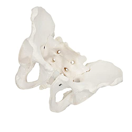 Veemoon 1 Stück Modell der Beckenanatomie weibliches beckenmodell Beckenstrukturmodell beschriftet Größe medizinisch Postpartum Körper Wirbelsäulenmodell Steißbein-Anatomie-Modell PVC Weiß Veemoon 1 Stück Modell der Beckenanatomie weibliches beckenmodell Beckenstrukturmodell beschriftet Größe medizinisch Postpartum Körper Wirbelsäulenmodell Steißbein-Anatomie-Modell PVC Weiß von Veemoon