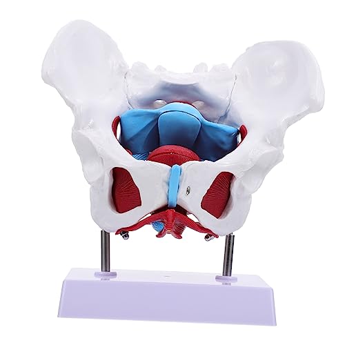 Veemoon 1 Stück Weibliches Beckenmodell aus Anatomisches Pelvic Modell für Unterricht Medizinische Ausbildung Detailgetreue Darstellung Beckenstruktur für Kliniken von Veemoon