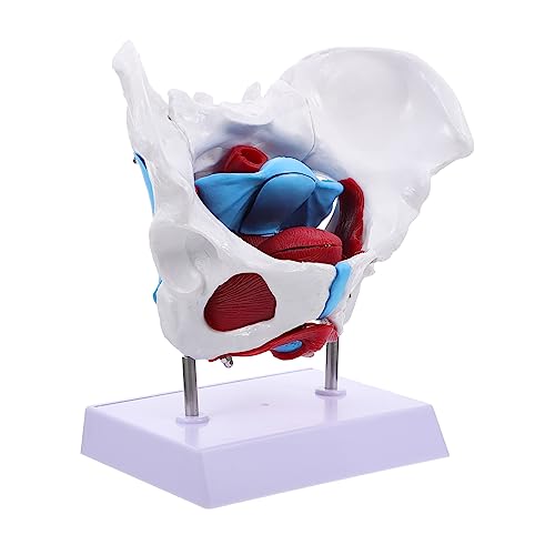 Veemoon 1Stück Becken Modell Anatomisches Modell für Weibliche Beckenstruktur für Medizinische Ausbildung Patientenaufklärung Darstellung Veemoon 1Stück Becken Modell Anatomisches Modell für Weibliche Beckenstruktur für Medizinische Ausbildung Patientenaufklärung Darstellung von Veemoon