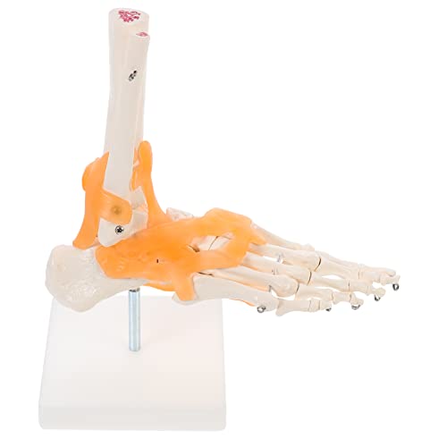 Veemoon 1Stück Lebensgroßes Menschliches Fußgelenkmodell mit Bändern Anatomisches Modell für Medizinische Lehrzwecke für Anatomische Studien Patientenaufklärung Veemoon 1Stück Lebensgroßes Menschliches Fußgelenkmodell mit Bändern Anatomisches Modell für Medizinische Lehrzwecke für Anatomische Studien Patientenaufklärung von Veemoon