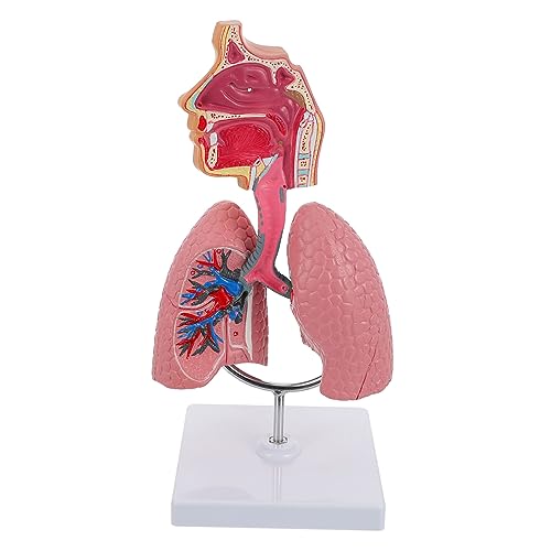 Veemoon 1Stück Menschliches Atemschutzsystem Modell Anatomisches Lungenmodell für Unterricht Lehrreiches Experimentiermodell für Physiologie Veemoon 1Stück Menschliches Atemschutzsystem Modell Anatomisches Lungenmodell für Unterricht Lehrreiches Experimentiermodell für Physiologie von Veemoon