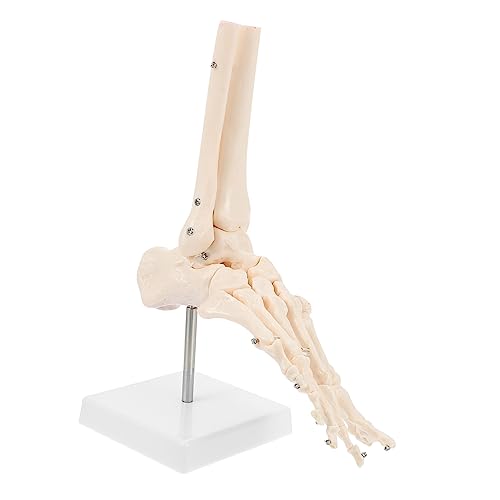 Veemoon 1Stück Menschliches Fußgelenk Anatomisches Modell aus Lebensgroßes Fußskelett für Medizinische Studien Kunstreferenz Ausbildung von Fachkräften für von Veemoon