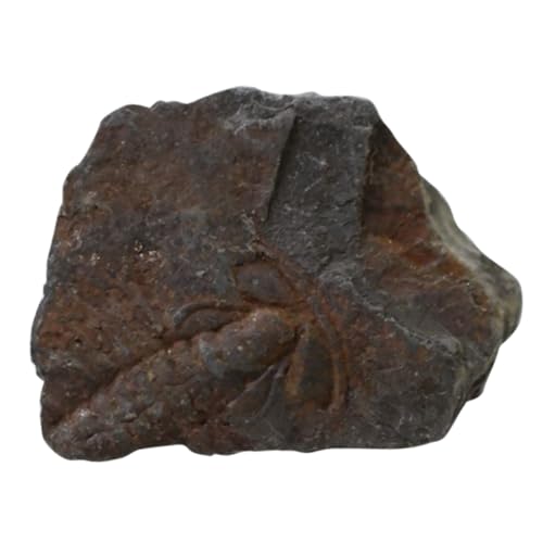 Veemoon 1Stück Trilobitenfossil Dekorationsstück Hochwertiges Lehrmaterial für Paläontologie Wissenschaftsunterricht Desktop Ornament für Kreative Dekorative von Veemoon