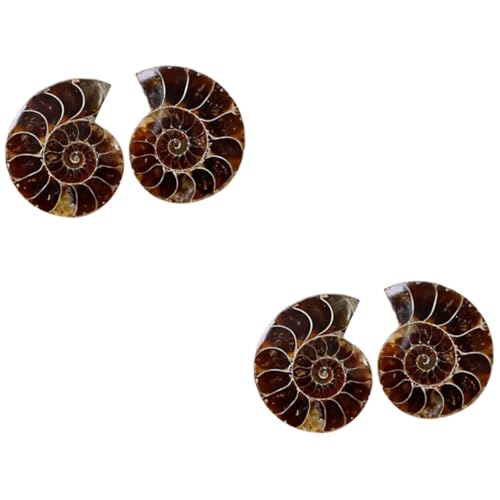 Veemoon Ammonit Fossilien Ausgrabungsset - 2 Stück Ammonit Mineralien Für Paläontologie - Fossilien Sammlung Und Wissenschaftliche Experimente Ideales Lernspielzeug Für Und Sammler von Veemoon