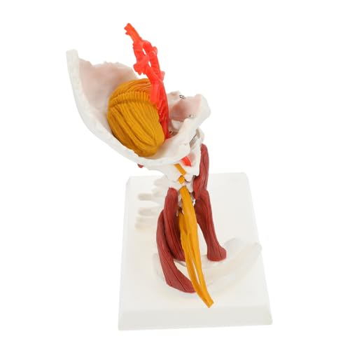Veemoon Anatomisches Halswirbelmodell mit Nerven Muskeln Exquisites Modell für Medizinische Ausbildung Ärzte Pflegekräfte Studierende Veemoon Anatomisches Halswirbelmodell mit Nerven Muskeln Exquisites Modell für Medizinische Ausbildung Ärzte Pflegekräfte Studierende von Veemoon