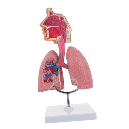 Veemoon Anatomisches Lungenmodell - Detailliertes 3D-Modell Der Menschlichen Atemwege Für Medizinische Ausbildung Und Anatomie Demonstrationen Ideal Für Vorschulen Und Lehrzwecke Veemoon Anatomisches Lungenmodell - Detailliertes 3D-Modell Der Menschlichen Atemwege Für Medizinische Ausbildung Und Anatomie Demonstrationen Ideal Für Vorschulen Und Lehrzwecke von Veemoon