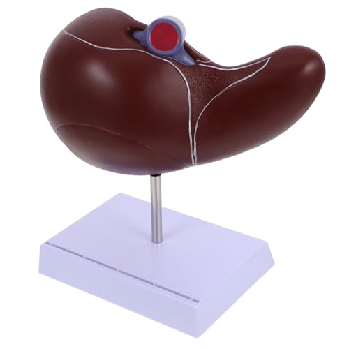 Veemoon Anatomisches Modell Realistisches Lehrmodell zur Darstellung Menschlichen für Medizinische Einrichtungen Stabiler Basis Veemoon Anatomisches Modell Realistisches Lehrmodell zur Darstellung Menschlichen für Medizinische Einrichtungen Stabiler Basis von Veemoon