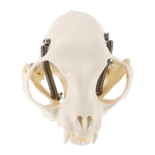 Veemoon Katzenskelettmodell Skelett-Aquarium Katzenschädelfischtank pädagogisches Schädelmodell Anatomisches Skelettanzeige Katzenskelett -Fischtank Katzenschädelanatomie PVC Beige von Veemoon