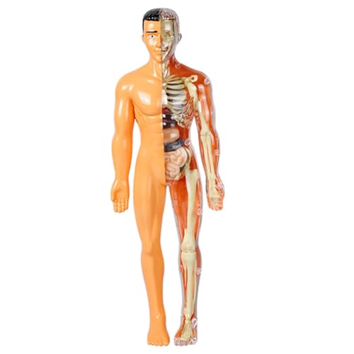 Veemoon Knochenmontagespielzeug Anatomie modelliert den menschlichen Körper menschlicher Körper für Lernhilfe des menschlichen Körperorgans Anatomie für Plastik Veemoon Knochenmontagespielzeug Anatomie modelliert den menschlichen Körper menschlicher Körper für Lernhilfe des menschlichen Körperorgans Anatomie für Plastik von Veemoon
