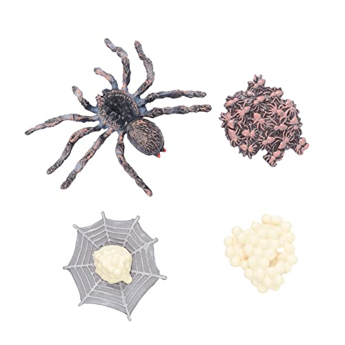 Veemoon Lebenszyklus Spinne Modellfiguren – Pädagogisches Lernspielzeug Aus Kunststoff Für - Ideal Zur Erklärung des Spinnenzyklus Und Als Dekoratives Desktop- von Veemoon