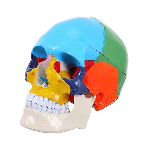 Veemoon Medizinisches Schädelmodell Anatomisches Modell Für Lehre Studium Farblich Gekennzeichnet Für Physiologieunterricht Universitäten von Veemoon