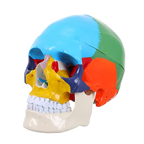 Veemoon Medizinisches Schädelmodell Anatomisches Schädelkopfmodell Für Anatomieunterricht Darstellung Des Menschlichen Schädels Für Lernumgebungen von Veemoon