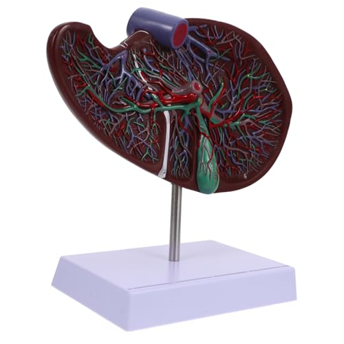 Veemoon Menschliches Lebermodell mit Basis Anatomisches Lehrmodell für Medizinische Ausbildung Langlebig aus Hochwertigem für Anatomieunterricht Veemoon Menschliches Lebermodell mit Basis Anatomisches Lehrmodell für Medizinische Ausbildung Langlebig aus Hochwertigem für Anatomieunterricht von Veemoon