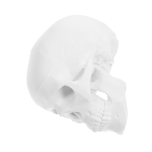 Veemoon Kleiner Modell Menschlicher Schädel Abnehmbares Anatomisches Modell aus Kunststoff Detaillierte Schädel Dekoration für Lernhilfe und Halloween Dekoration Veemoon Kleiner Modell Menschlicher Schädel Abnehmbares Anatomisches Modell aus Kunststoff Detaillierte Schädel Dekoration für Lernhilfe und Halloween Dekoration von Veemoon