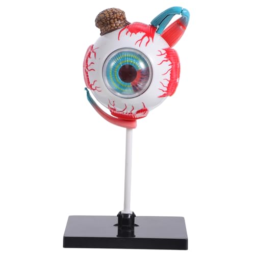 Veemoon Modell der Orgelmontage Lernspielzeug zur menschlichen Anatomie anatomisches Lehrmodell Anatomie menschliches Körpermodell für Augenmodell Augapfel Plastik Veemoon Modell der Orgelmontage Lernspielzeug zur menschlichen Anatomie anatomisches Lehrmodell Anatomie menschliches Körpermodell für Augenmodell Augapfel Plastik von Veemoon