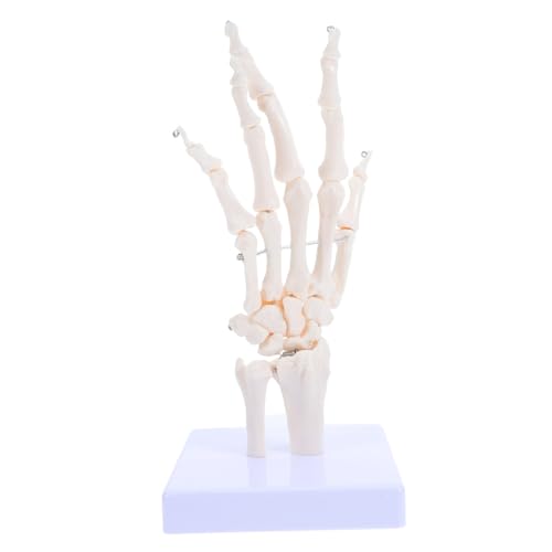 Veemoon Skelettmodell Skelettunterrichtsmodell Handgelenk Modell Anatomie Figur Gemeinsames Modell Gelenksimulationsmodell Menschliches Gelenkmodell Knochenmodell Pvc Weiß Veemoon Skelettmodell Skelettunterrichtsmodell Handgelenk Modell Anatomie Figur Gemeinsames Modell Gelenksimulationsmodell Menschliches Gelenkmodell Knochenmodell Pvc Weiß von Veemoon