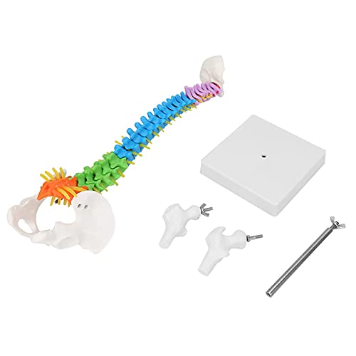 Flexible Menschliches Wirbelsäulenmodell mit Wirbelsnernerven Becken und Oberschenkel Neue Farbige Lebensgröße Femur 45 cm Wirbelsäule Anatomisches Skelettmodell für Flexible Menschliches Wirbelsäulenmodell mit Wirbelsnernerven Becken und Oberschenkel Neue Farbige Lebensgröße Femur 45 cm Wirbelsäule Anatomisches Skelettmodell für von ViaGasaFamido