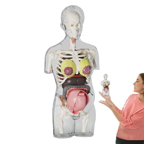Vmiorzq Menschliche Anatomie Für Kinder, Schwangeren-Frauen-Modell Mit Realistischem Anatomie-Aufbau, Anatomisches Bauset Mit Abnehmbaren Teilen, Bewegliche Anatomie Figur Lernspielzeug Für Kinder von Vmiorzq
