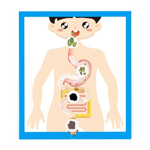 Interaktives Verdauungsorgan, Anatomie-Modell, Verdauungsorgan, Anatomie, Poster, Lehrwerkzeug für Kinder, Schüler ab 6 Jahren Interaktives Verdauungsorgan, Anatomie-Modell, Verdauungsorgan, Anatomie, Poster, Lehrwerkzeug für Kinder, Schüler ab 6 Jahren von Vynetra