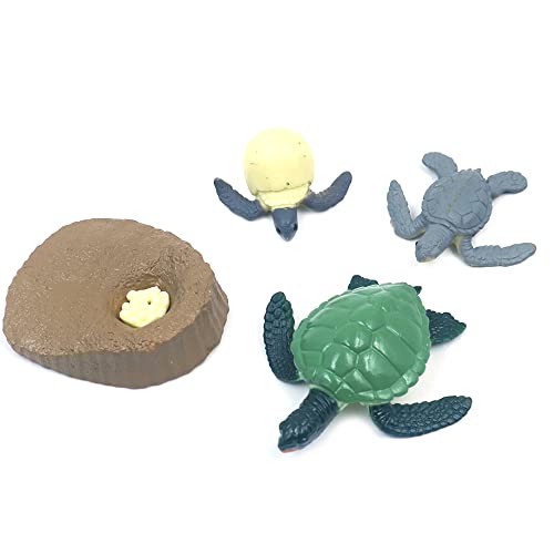 WANGCL Set mit 4 Stück Lebenszyklus einer grünen Meeresschildkröte, Spielzeug, Safari, Meerestier, Spielzeug für Kinder, Studenten, Lehrer WANGCL Set mit 4 Stück Lebenszyklus einer grünen Meeresschildkröte, Spielzeug, Safari, Meerestier, Spielzeug für Kinder, Studenten, Lehrer von WANGCL