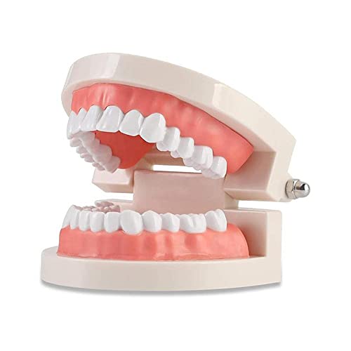 WANGCL Zähne Dental Demonstrationsmodell Zahnmodell Anatomisches für Zahnunterricht oder Mundpflege WANGCL Zähne Dental Demonstrationsmodell Zahnmodell Anatomisches für Zahnunterricht oder Mundpflege von WANGCL