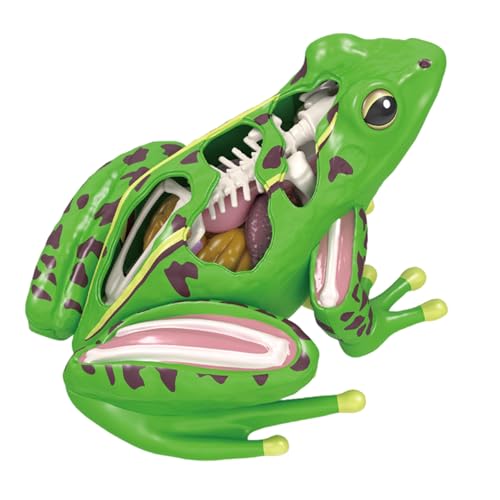 WASTEBIN Frösche Anatomie Modell Anatomische Studenten Studieren Werkzeug Pädagogisches Spielzeug Für Kinder Biologie Lehrmittel WASTEBIN Frösche Anatomie Modell Anatomische Studenten Studieren Werkzeug Pädagogisches Spielzeug Für Kinder Biologie Lehrmittel von WASTEBIN
