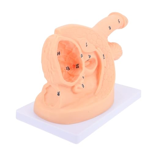 Anatomisches Modell Eines Männlichen Katheters, Zum Einführen Inneren Und Äußeren Bei Männern - Lehrmodus Für PVC-Mannequins Hilfsmodell Die Medizinische Krankenpflegeausbildung Anatomisches Modell Eines Männlichen Katheters, Zum Einführen Inneren Und Äußeren Bei Männern - Lehrmodus Für PVC-Mannequins Hilfsmodell Die Medizinische Krankenpflegeausbildung von WBRSybUK
