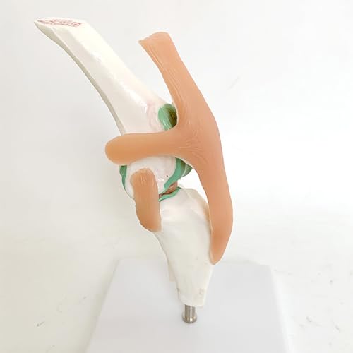 Hundeskelettmodell, Hundekniegelenkmodell, Mit Bändern, Biegbarem Skelett, Zeigt Bewegung, For Wissenschaftliche Studien Hundeskelettmodell, Hundekniegelenkmodell, Mit Bändern, Biegbarem Skelett, Zeigt Bewegung, For Wissenschaftliche Studien von WBRSybUK
