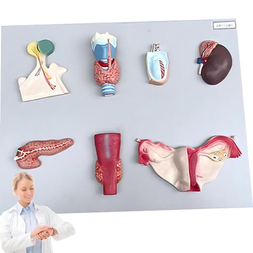 Lebensgroßes Modell Des Menschlichen Endokrinen Organs, Modell Der Nebenschilddrüse Und Der Eierstöcke, Lehrmittel Für Das Endokrine System Lebensgroßes Modell Des Menschlichen Endokrinen Organs, Modell Der Nebenschilddrüse Und Der Eierstöcke, Lehrmittel Für Das Endokrine System von WBRSybUK